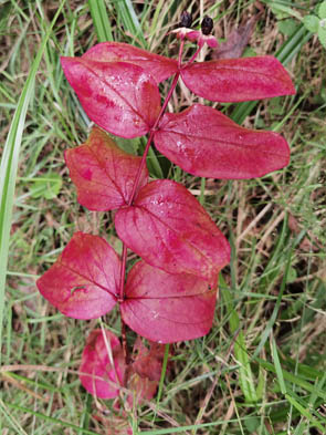 Hypericum androsaemum